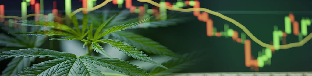 Webinar: How cannabis companies can use ERP systems to scale for success