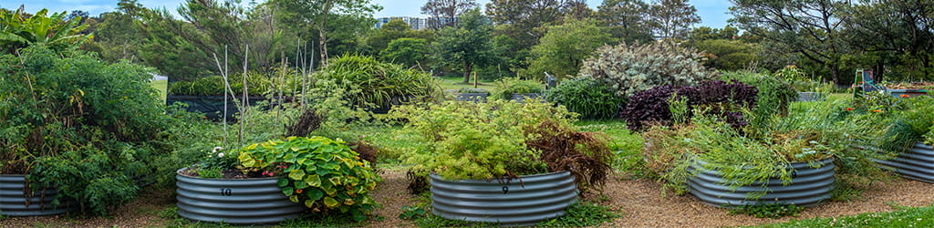 potted plants in a garden