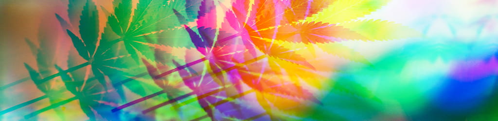 cannabis rainbow leaves