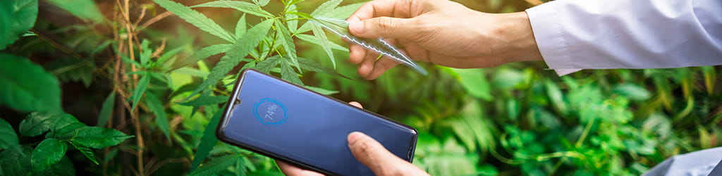 cannabis technology