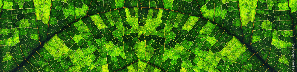 macro image of a leaf illustrating esg