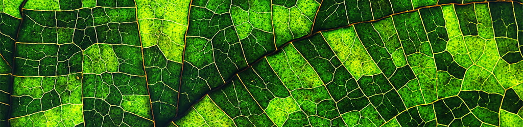 micro image of green leaf