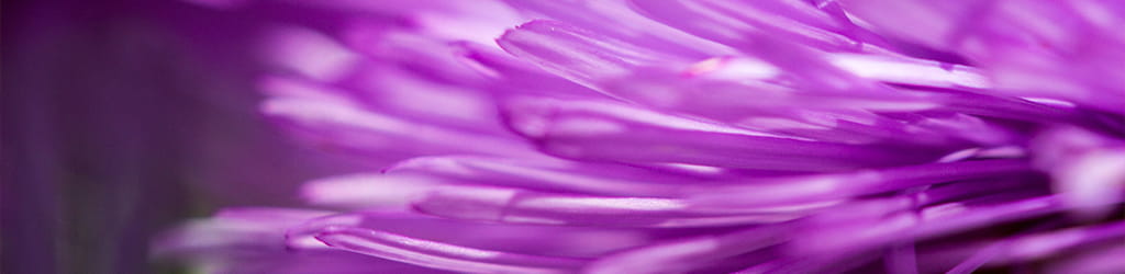 micro purple flower photograph