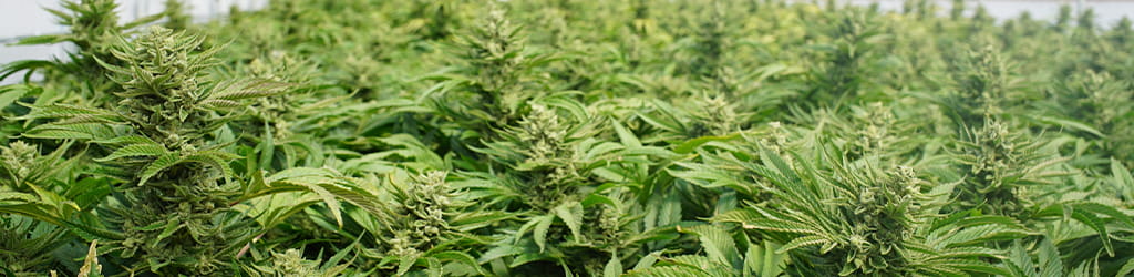 greenhouse of cannabis plants