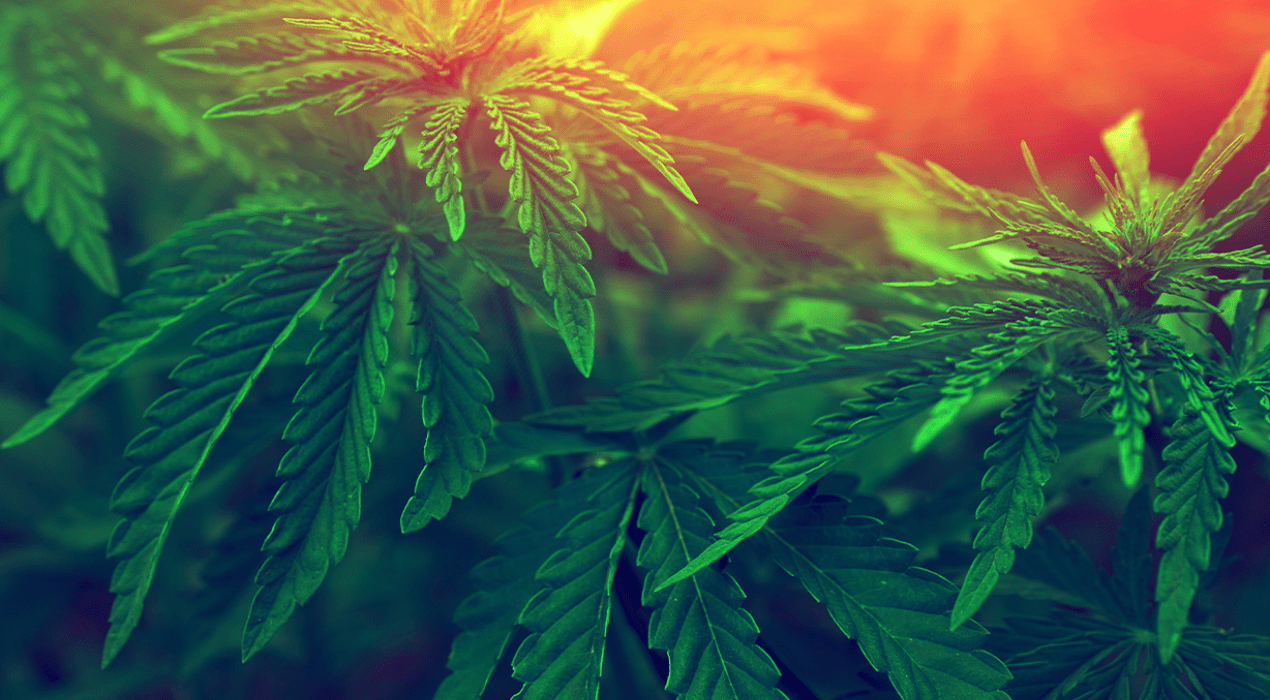 cannabis plant at sunset