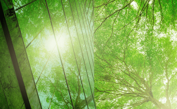 green tree reflecting off a building