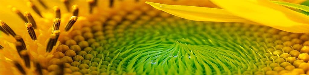 Subscribe banner image